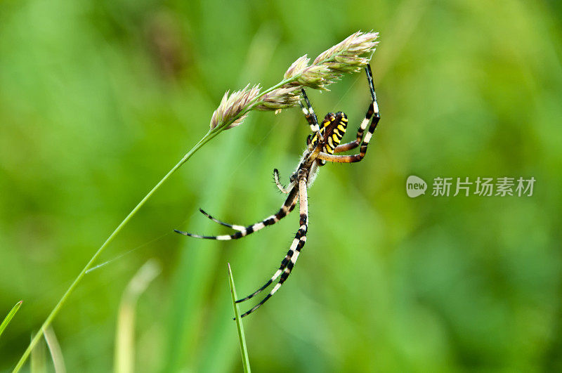 黄蜂蜘蛛(Argiope bruennichi)开始织网